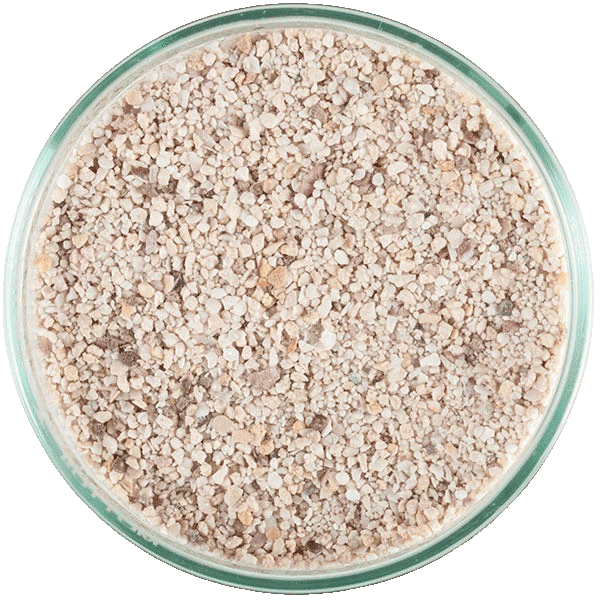 Carib sea Arag alive Fiji Pink