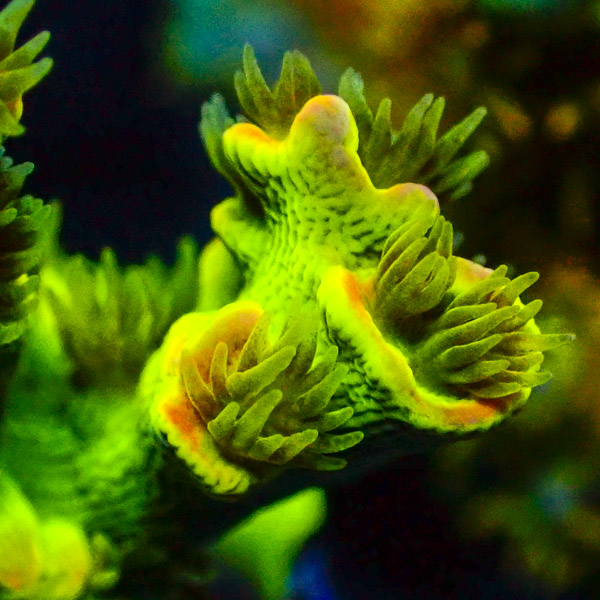 Acropora Tenuis Grün/Orange