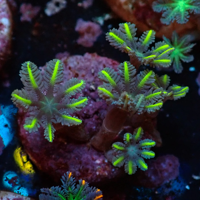 Clavularia MC Ultra Green