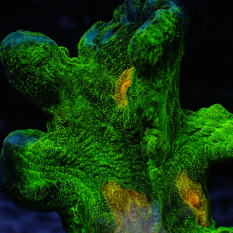 Pectinia Space Invader Frag 02