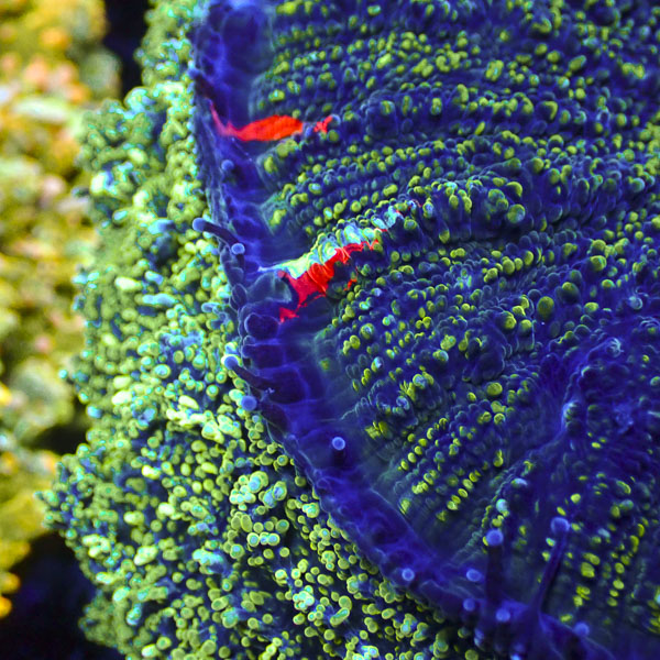 Acanthophyllia MC Neptune's Eye