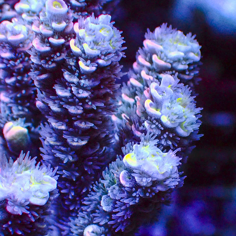 Acropora Crafted Homewrecker Lila Türkis