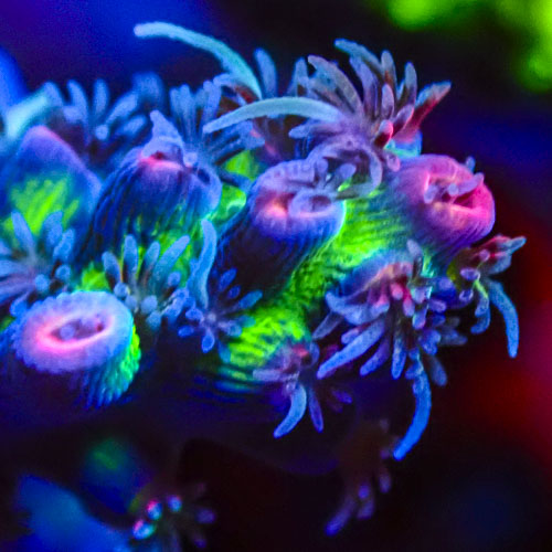 Acropora MC Kryptonite