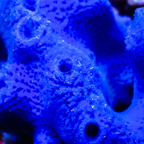 Schwamm Ultra Blau