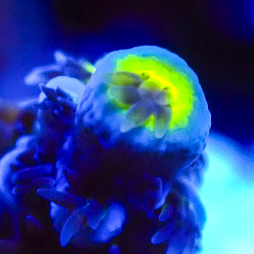 Acropora MC Electric Lime Tip