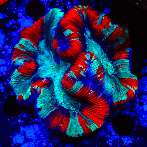 Trachyphyllia MC Red Stripe Serpant