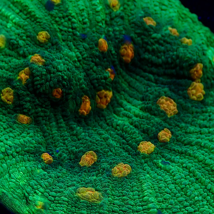 Chalice MC Space Invader Frag 03