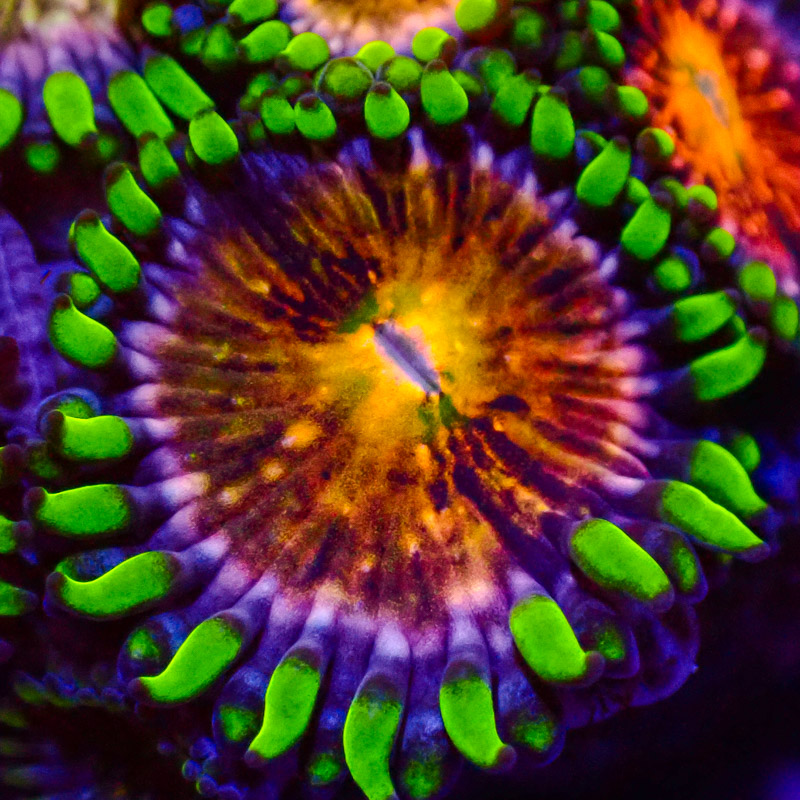 Zoanthus WWC Nirvana