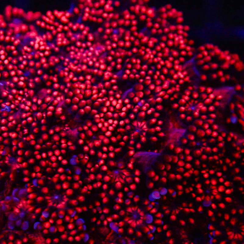 Goniopora Tiefrot – Blauer Schimmer – Elegante LPS