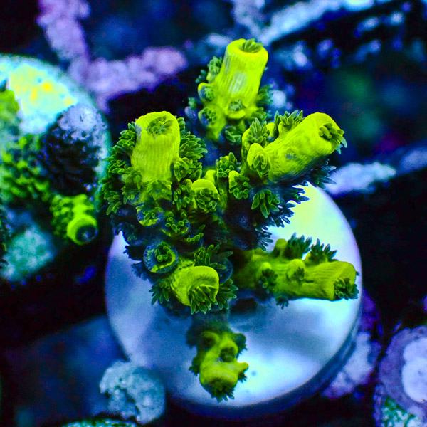 Acropora Ultra Grün