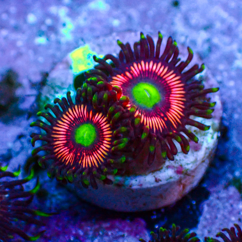 Zoanthus Lord of the Rings