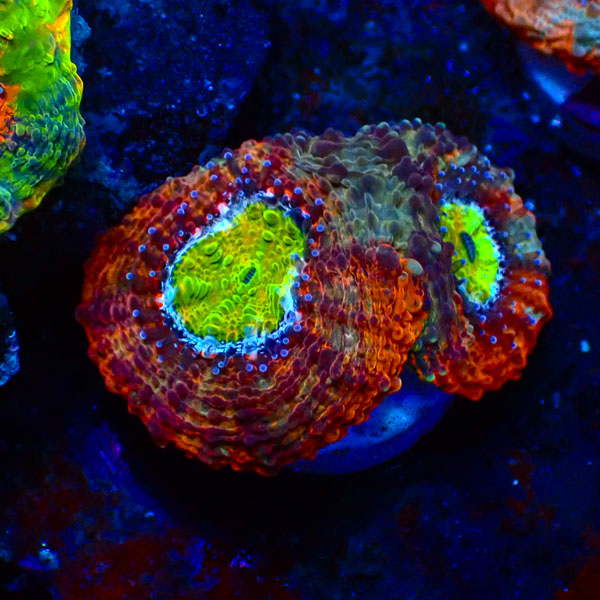 Acan Echinata Agent Orange