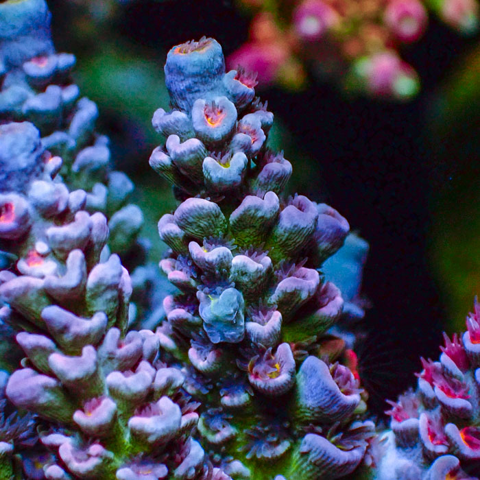 Acropora Rainbow