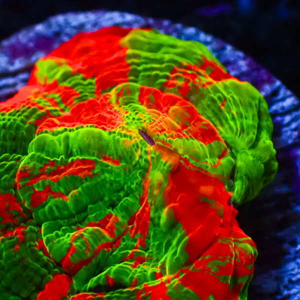 Scolymia Bleeding Apple Mastergrade