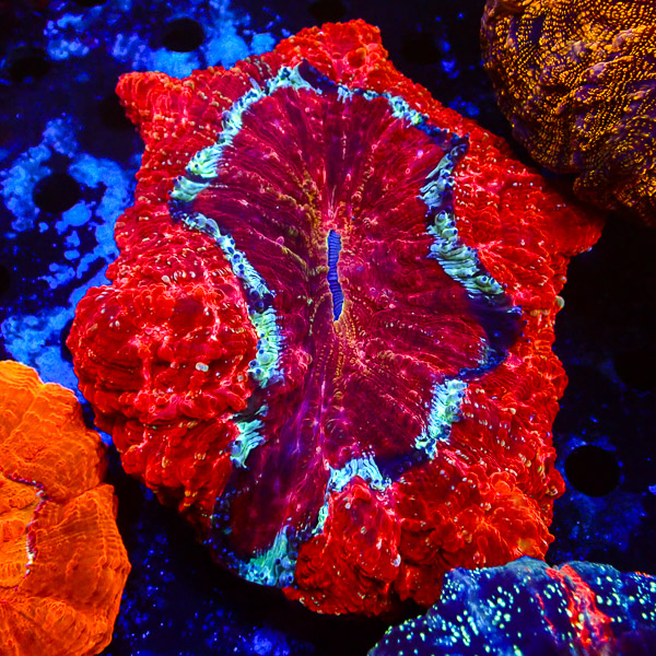 Acanthophyllia Lava Lagoon