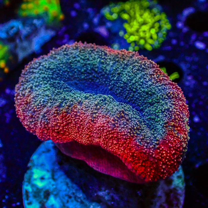 Lobophyllia MC Galaxy Pebble Frag 3