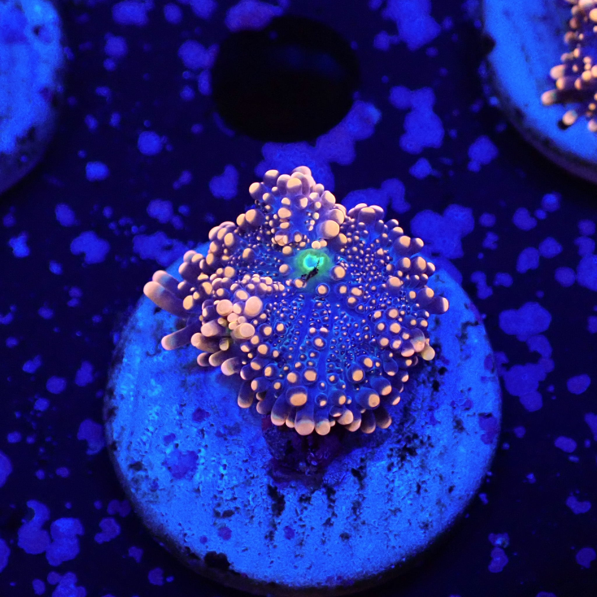 Ricordea Yuma Orange