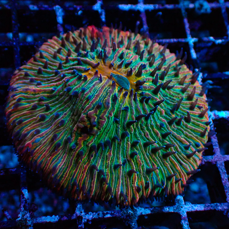Fungia 24k Rainbow