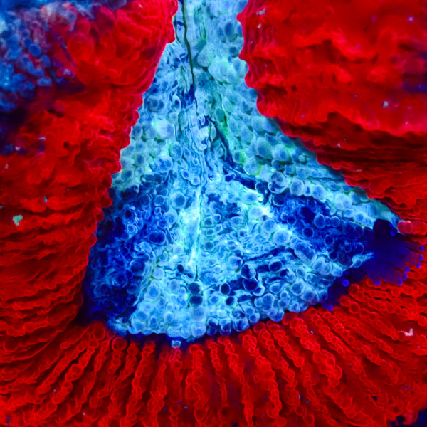 Trachyphyllia MC Strawberry Mint