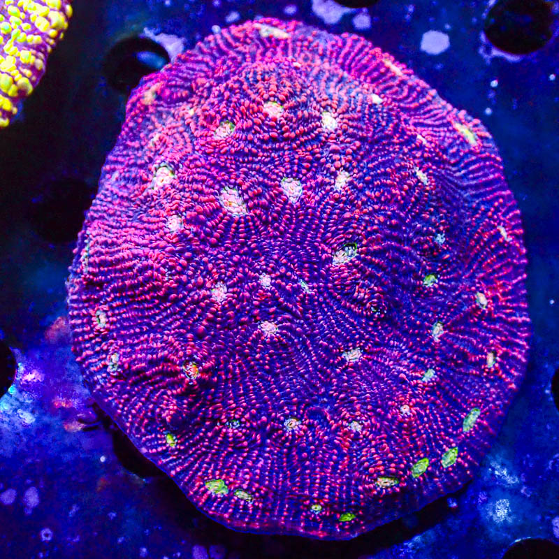 Chalice Pink Vulcano