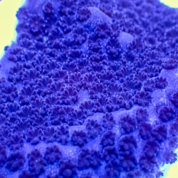 Montipora MC Sapphire Storm