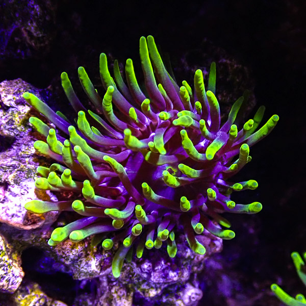 Macrodactyla doreensis Multicolor