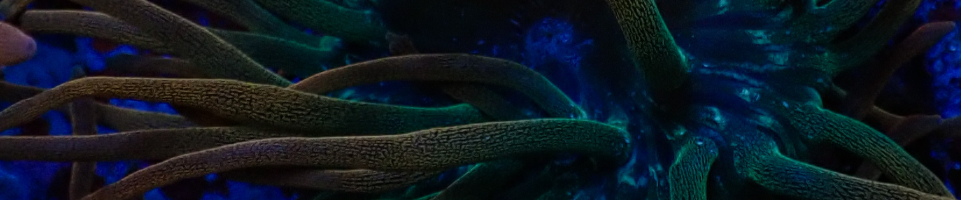 Anemonen für Meerwasseraquarium – entdecke unsere farbenfrohe Auswahl