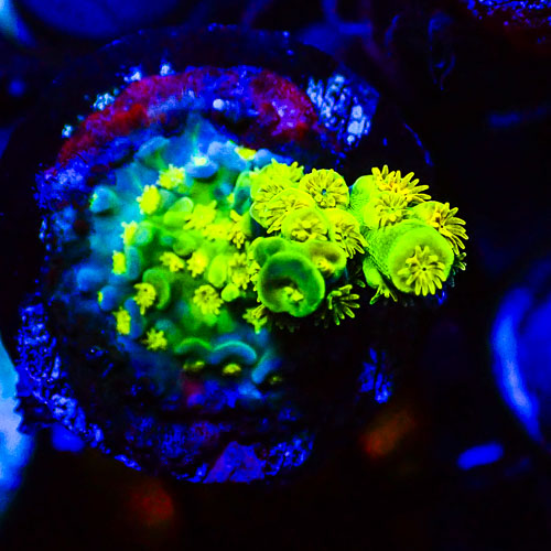 Acropora MC Sunflower Field