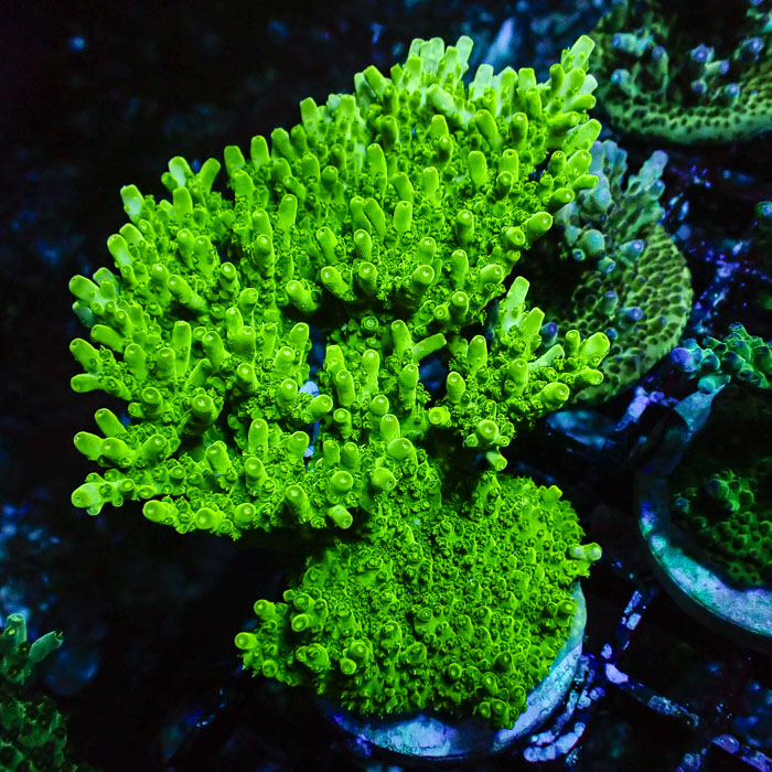 Acropora Green Table