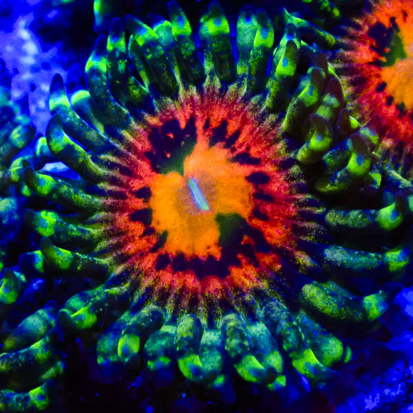 Zoanthus MC Rainbow Incinerator