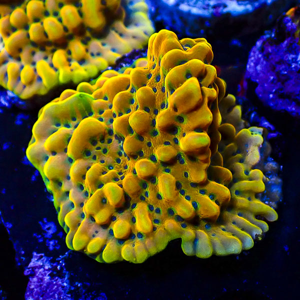 Montipora MC Crazy T.