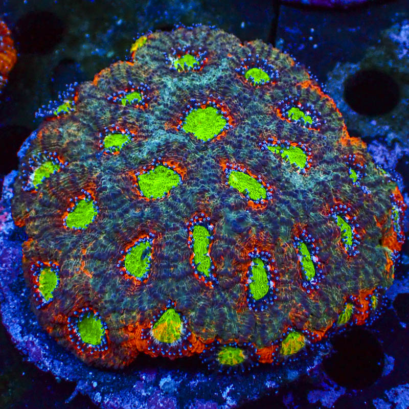 Acanthastrea Echinata
