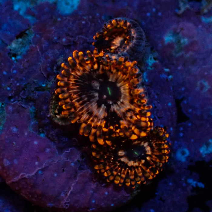 Zoanthus MC Utter Chaos