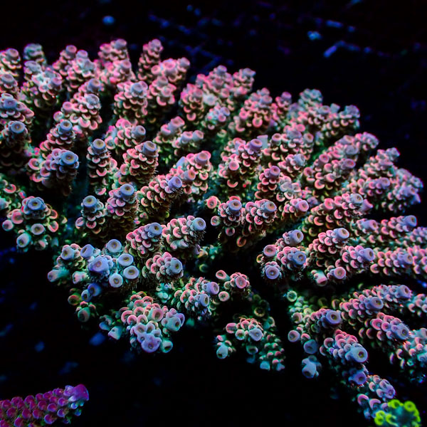 Acropora Homewrecker Multicolor