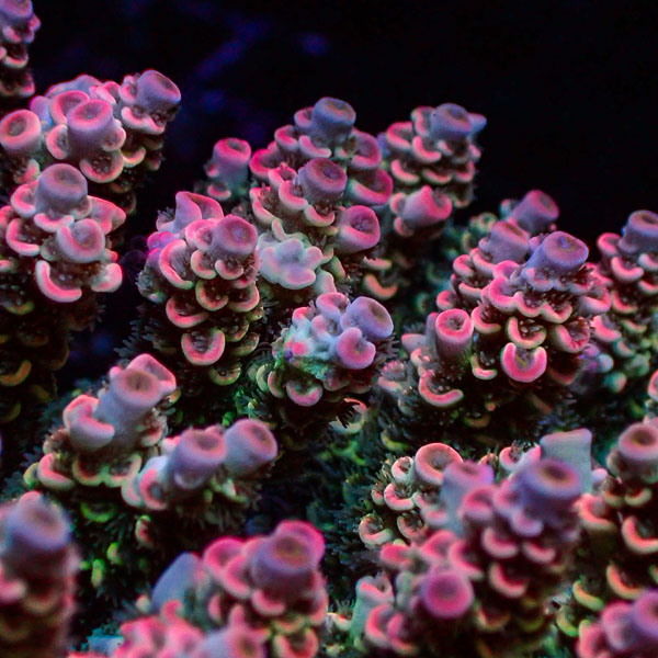Acropora Homewrecker Multicolor
