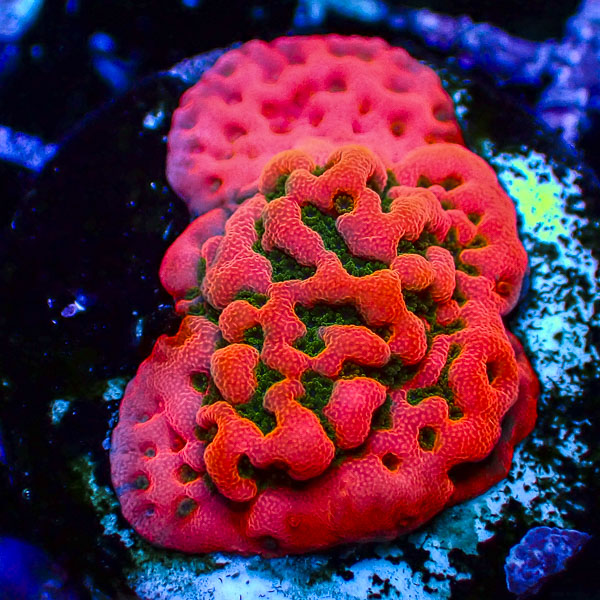 Montipora MC Cherry Tree
