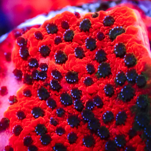Montipora MC Mystic Sunset