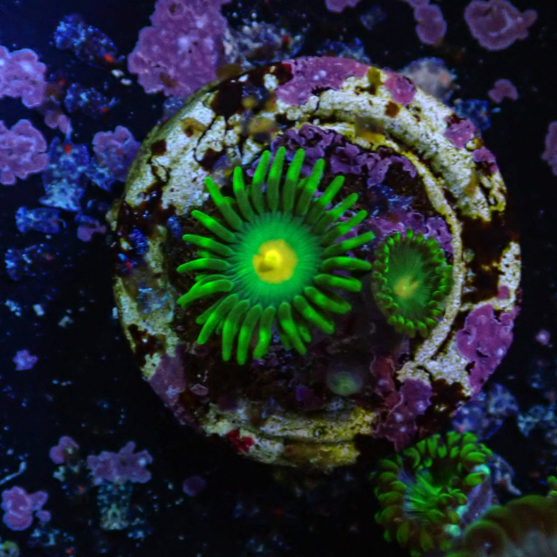 Zoanthus MC Yellow Dot