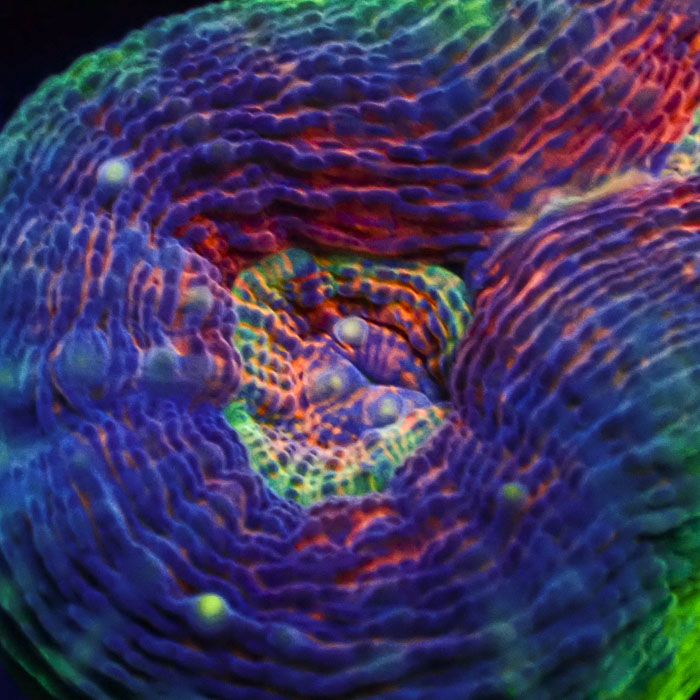 Lobophyllia MC Aurora Kaleidoscope Frag 02