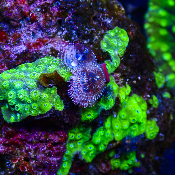 Symbiosestein #2