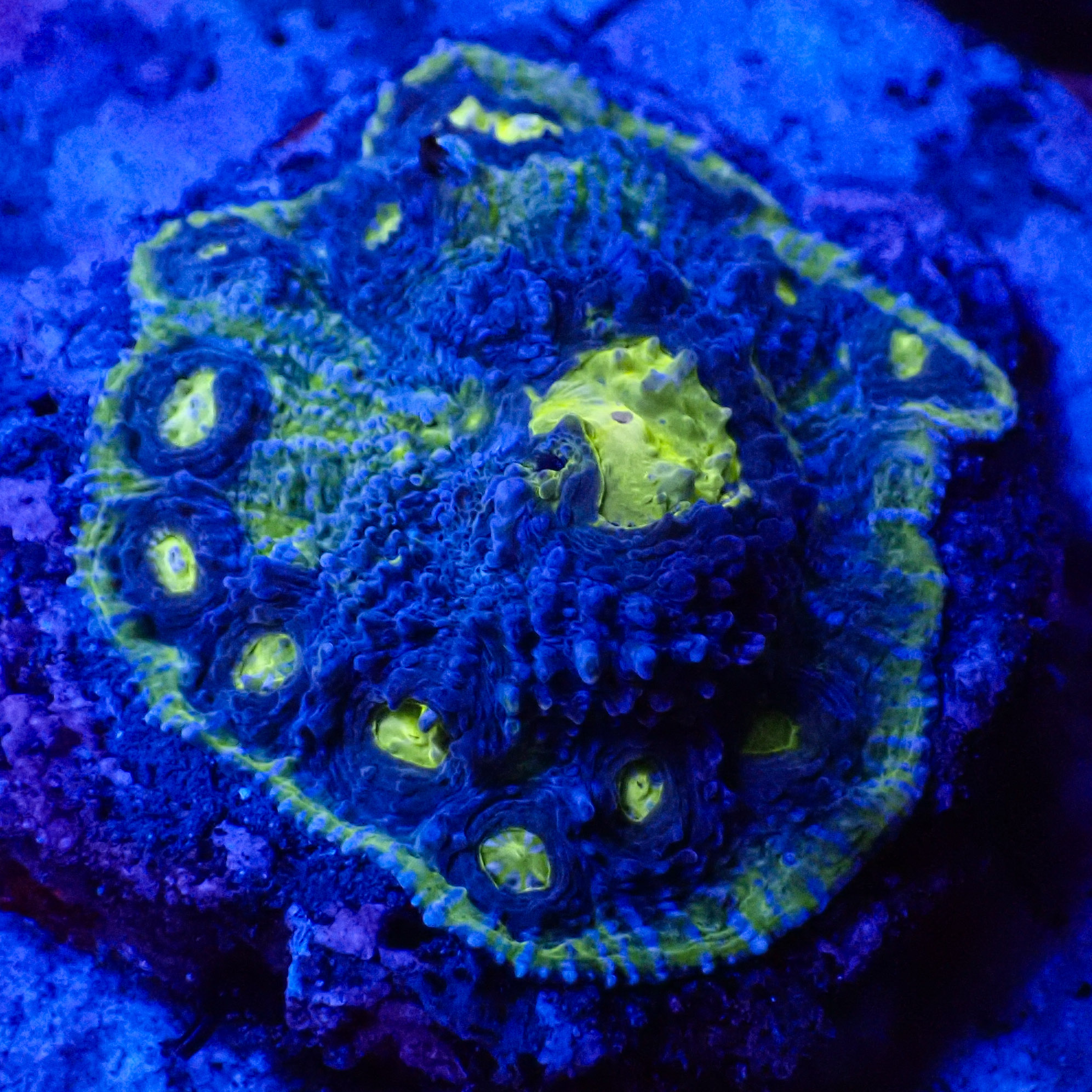 Chalice MC Magic Blue Frag 01