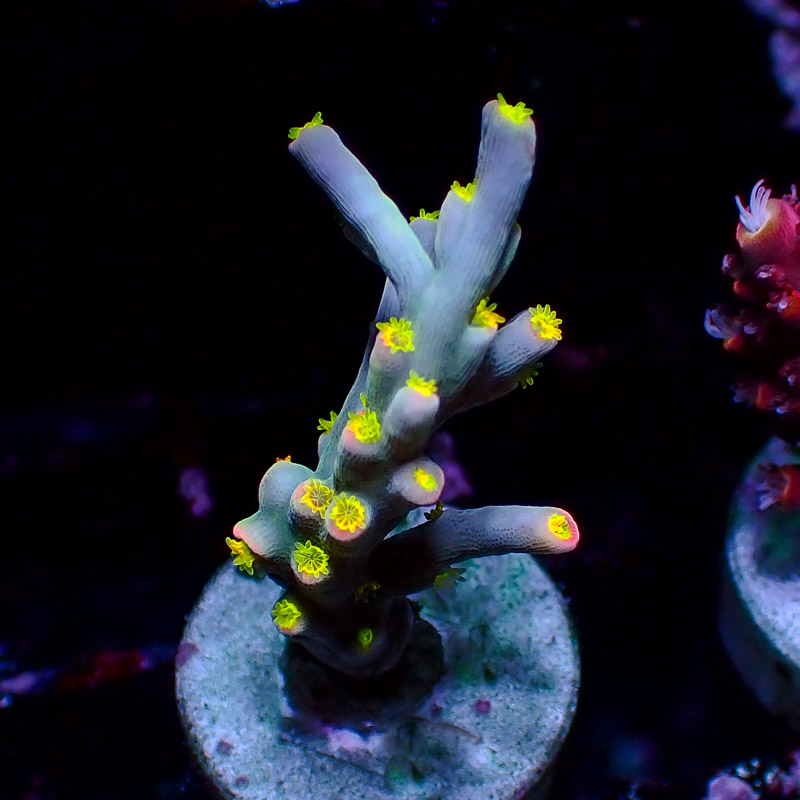 Speciosa Flaming Sunrise Frag 05