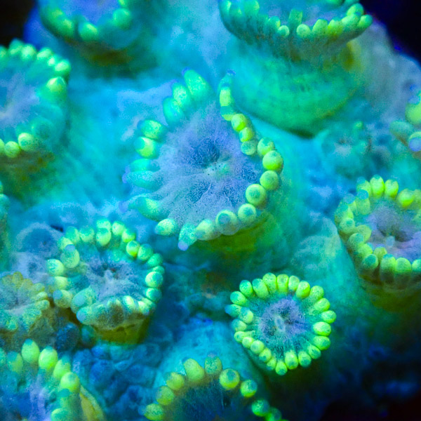 Goniopora MC Ghost Green NZ