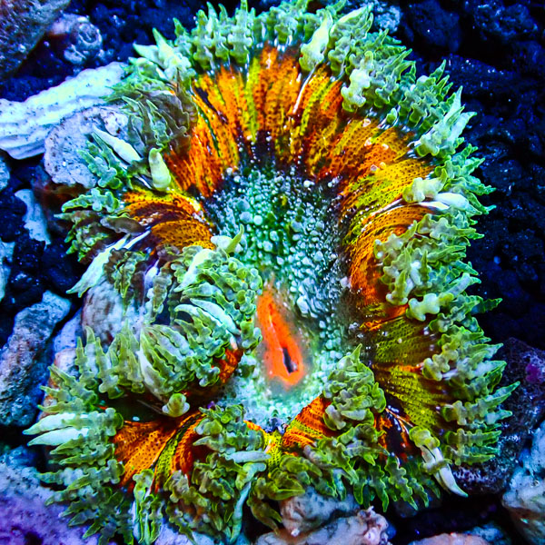 Phymanthus Crucifer MC Galactic Colorstorm