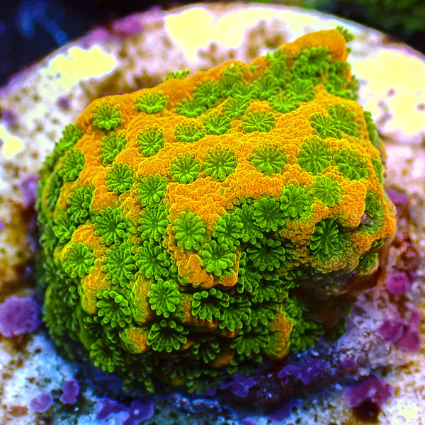 Montipora JF Sweet Tooth