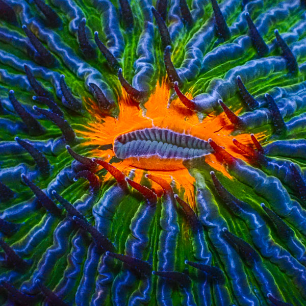 Fungia MC Orange Pulse