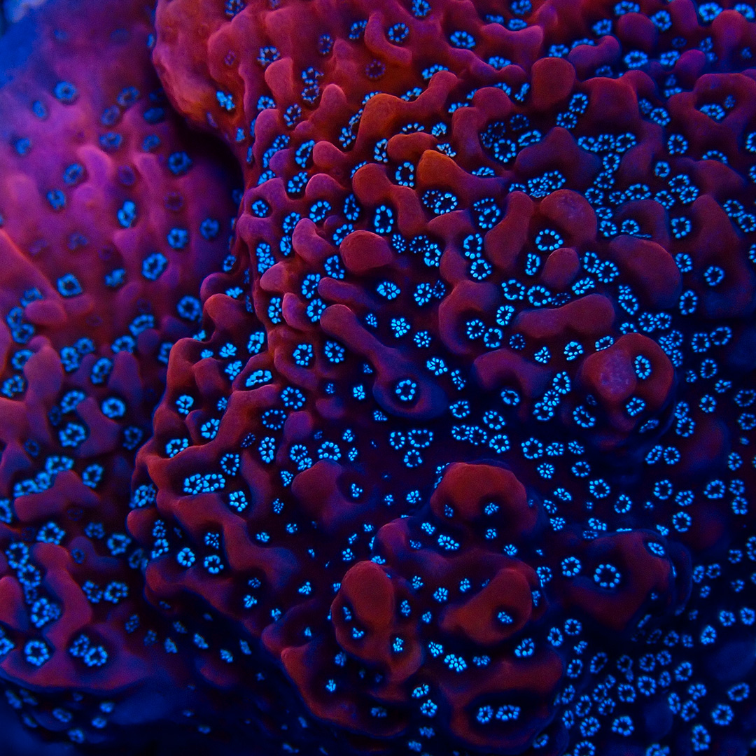 Seltene rote Montipora SPS Koralle mit weißen und türkisfarbenen Polypen