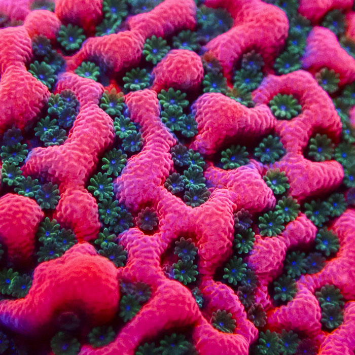 Montipora Cherry Tree Frag 01