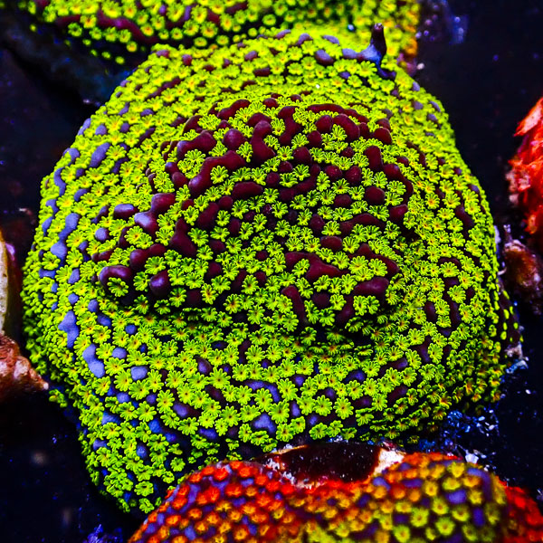 Montipora Rainbow