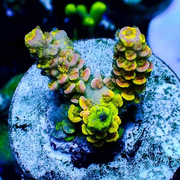 Acropora Crafted